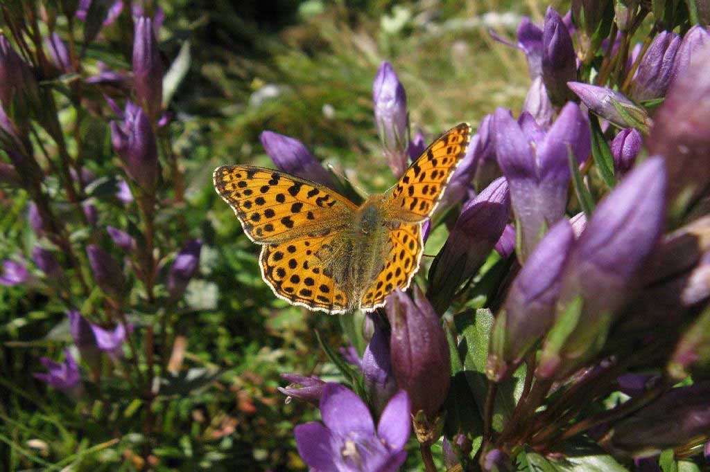 Hořeček-mnohotvarý-český-2