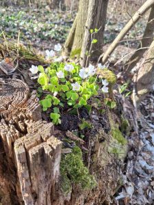 Zetlelý pařez s trsem kvetoucího šťavele