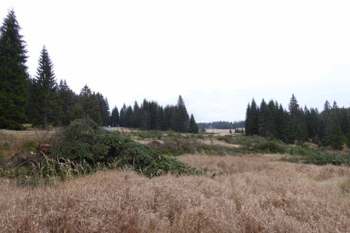 Stejná plocha v roce 2024 už s rozkvetlou prhou arnikou