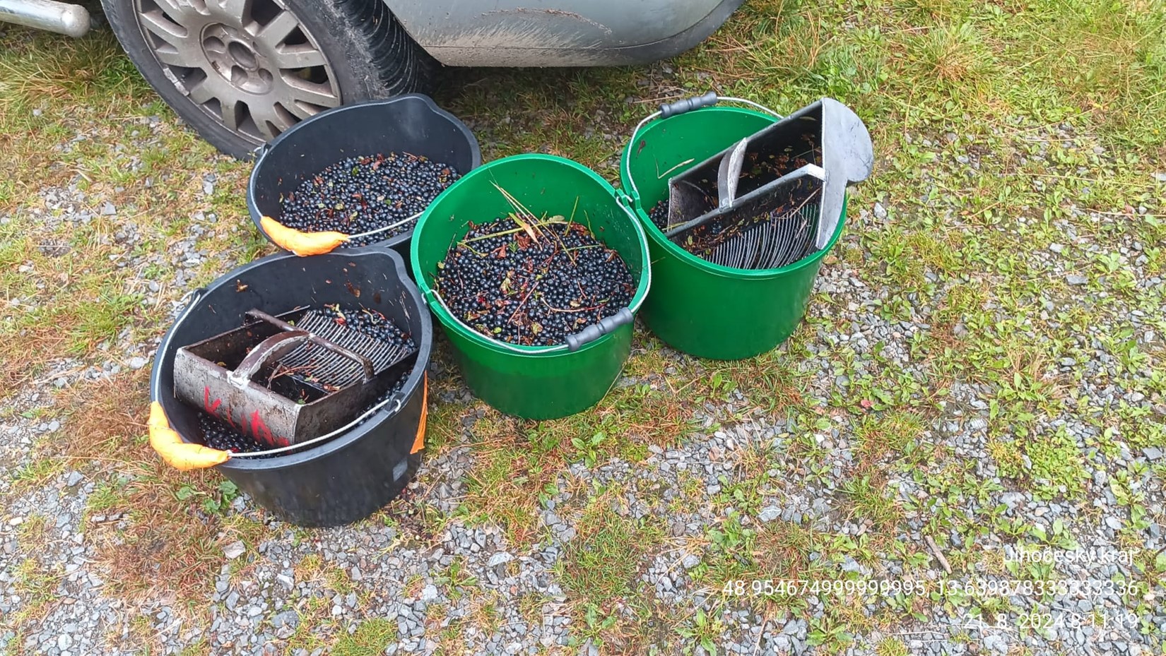 Bezohlední sběrači borůvek zaměstnávají strážce NP Šumava