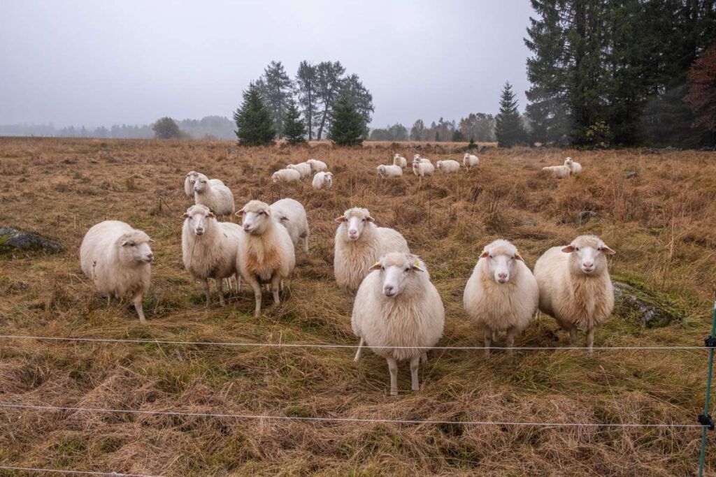 Ovce na šumavské pastvině