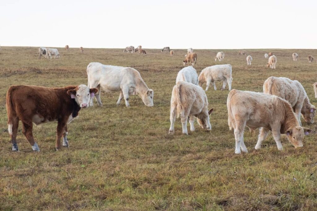 Krávy na šumavské pastvině