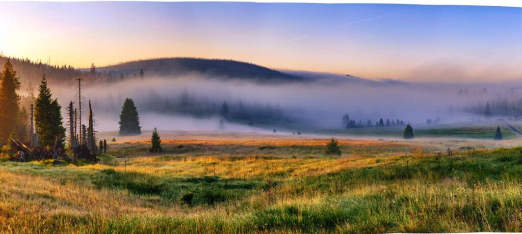 Mokrůvka v oparu mlhy, vlevo vystupují siuety pahýlů odumřelých stromů, z mlhy vykukují nové smrky