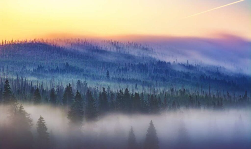 Z mlhy vystupují suché i zelené smrky, les se táhne do kopců až k obzoru a mlha se valí přes něj.