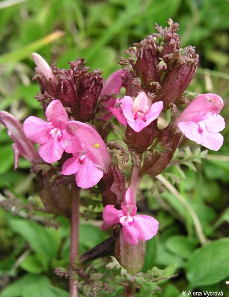 růžově kvetoucí všivec lesní