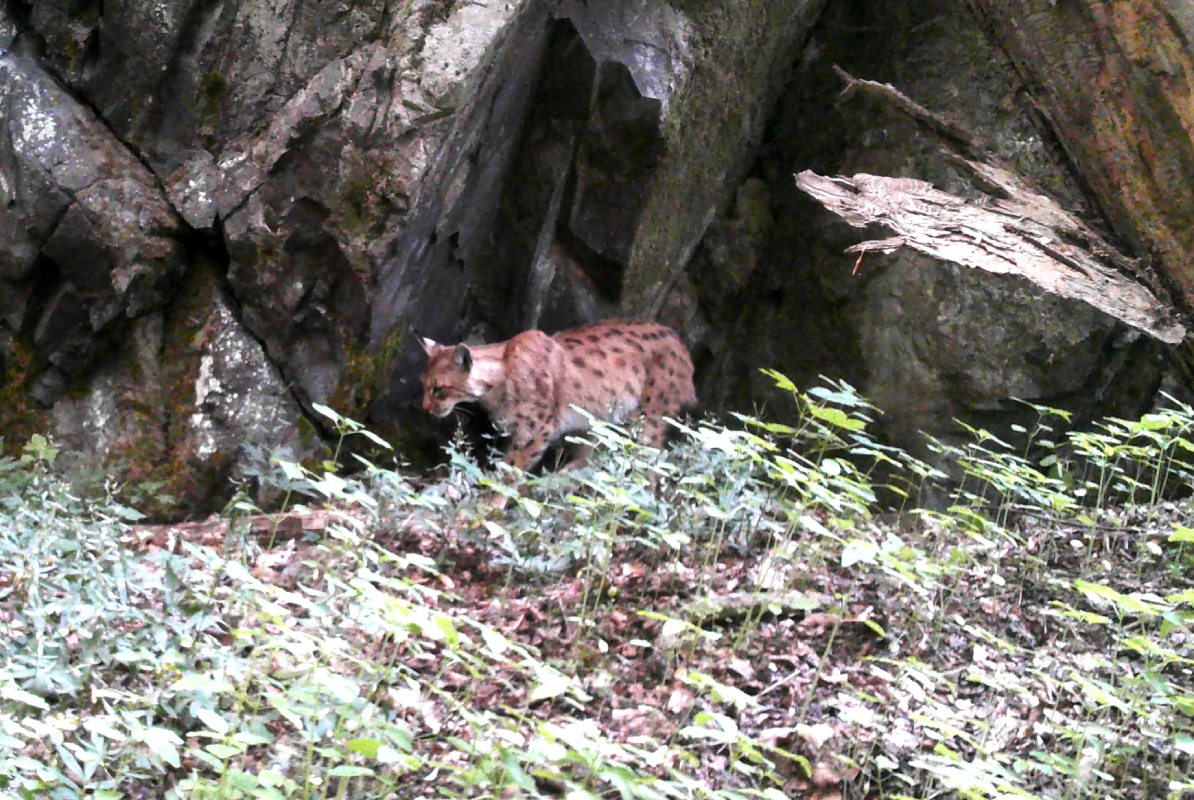 snímek rysa ostrovida z fotopasti v Brdech