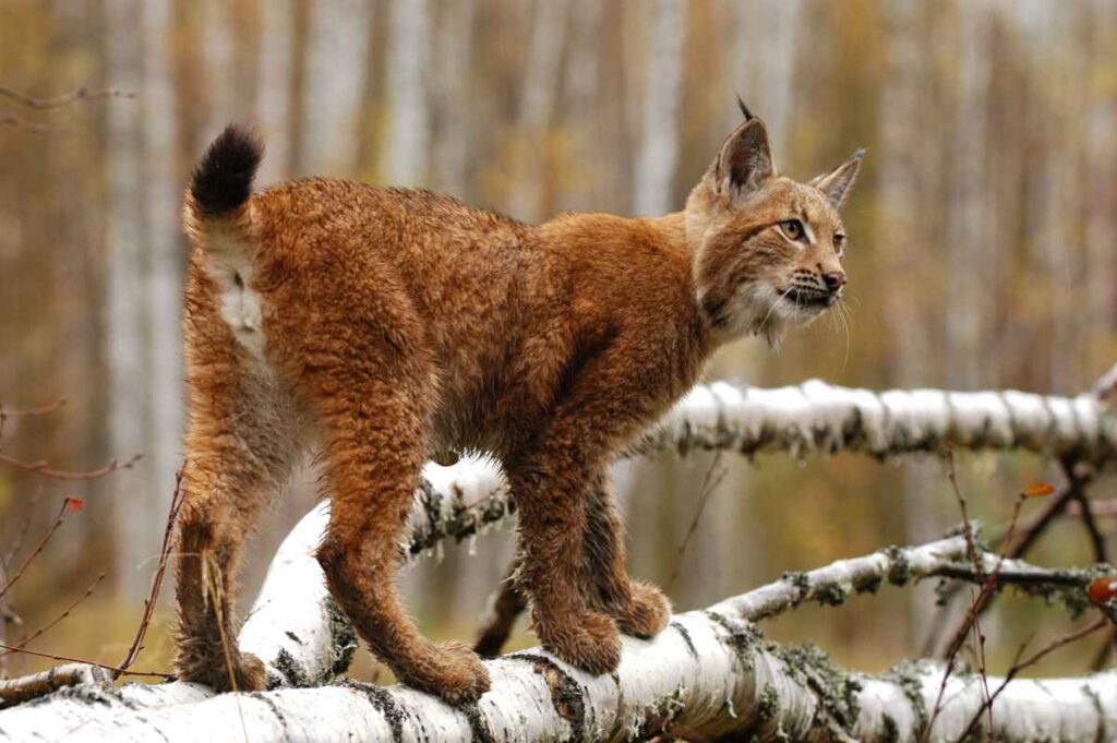 foto rysa ostrovida stojícího na březové větvi