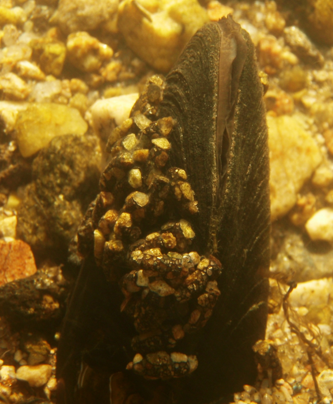 Podvodní snímek říční perlorodky, která je částečně zapuštěná ve štěrkovitém a kamenitém dně vodního toku. Lastura směřuje vzhůru, velká část je pokrytá drobnými kamínky a organickými částicemi. Pozadí tvoří rozmanité přirozeně zbarvené říční kameny.