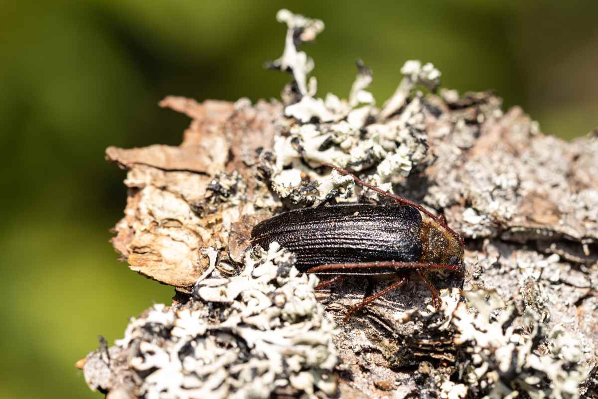 Brouk trnoštítec horský na kousku tlejícího dřeva a lišejníku