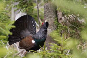 Tetřev hlušec v toku - kohout s roztaženými ocasními pery a nataženým krkem