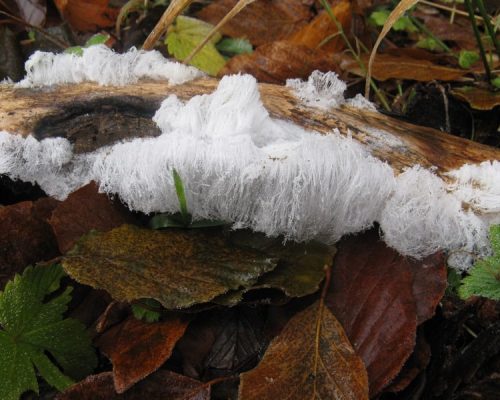 01_ochrana_prirody 01_ochrana_prirody