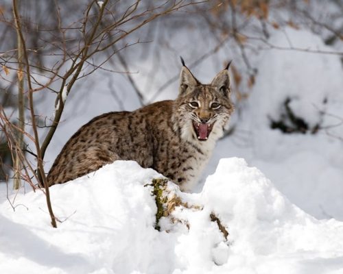 01_sumavska_nej_2 01_sumavska_nej_2