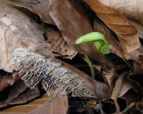 05_puda_zije 05_puda_zije