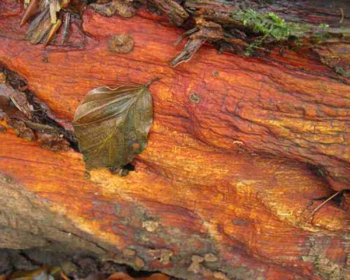 08_bionika_ 08_bionika_