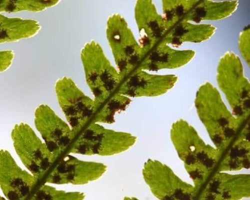 08_svet_pod_mikroskopem 08_svet_pod_mikroskopem