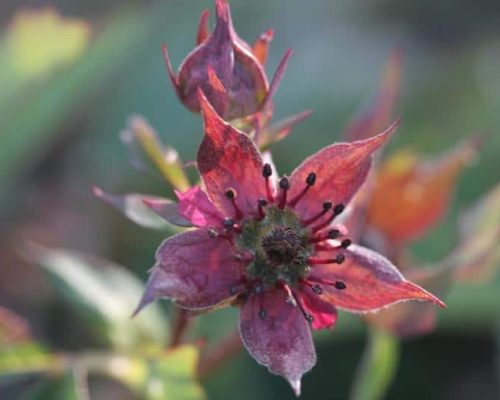 08_v_cem_spociva_krasa_kvetu_