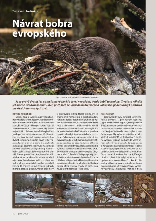 První stránka z časopisu Šumava jaro 2025 se článkem o bobrovi evropském a jeho návratu na Šumavu