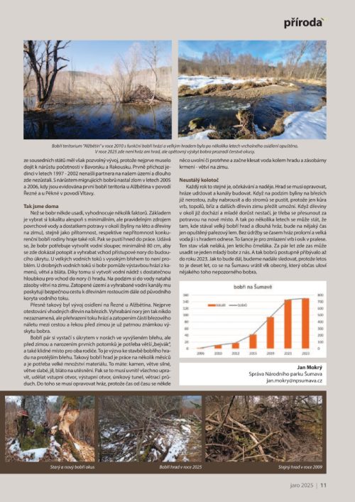 Druhá stránka z časopisu Šumava jaro 2025 se článkem o bobrovi evropském a jeho návratu na Šumavu