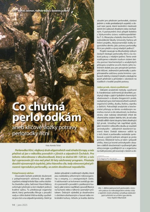 Stránka z časopisu s článkem o potravě perlorodky říční. Obsahuje fotografii perlorodek ve vodě mezi kameny, nad ní je titulek článku. Pod fotografií je text popisující výzkum potravy tohoto ohroženého druhu mlže.