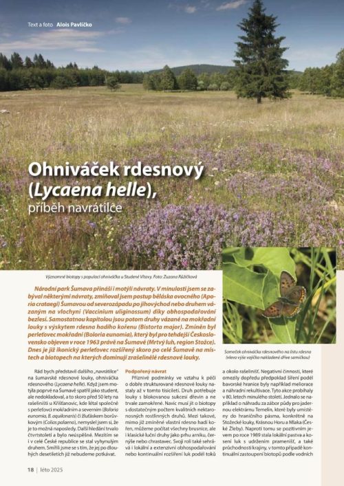 casopis Sumava leto 2025 strana 17 - článek o ohniváčku rdesnovém
