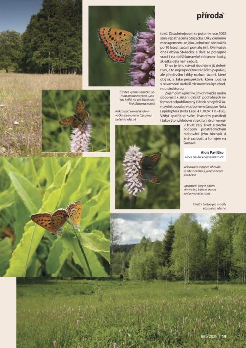 casopis Sumava leto 2025 strana 17 - článek o ohniváčku rdesnovém