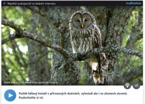 Foto puštíka bělavého