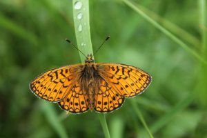 perleťovec mokřadní sedící na stéblu trávy, motýl má oranžová křídla s výraznými černými kresbami