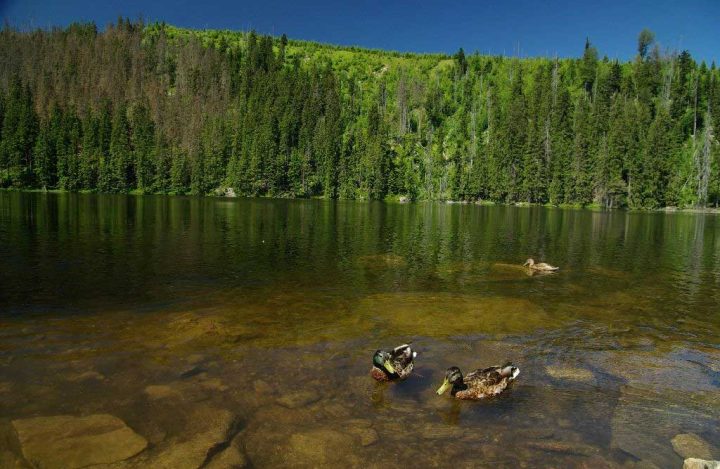 Prasilske-jez-PKavale