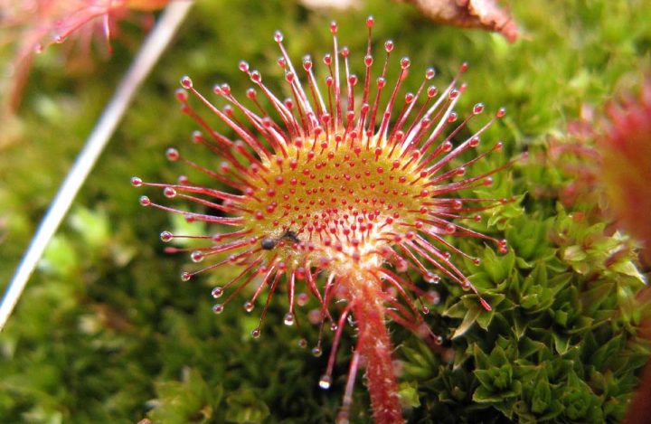 rosnatka-okrouhlolista