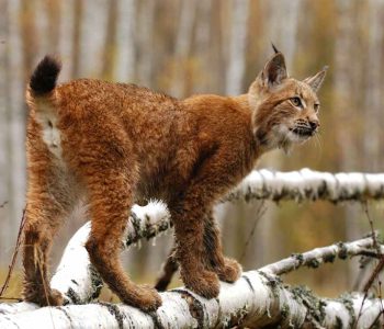 foto rysa ostrovida stojícího na březové větvi