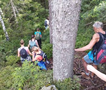 Účastníci semináře procházejí po stezce v horské smrčině, jsou vidět kmeny vzrostlých smrků, bílá kůra bříz a na zemi malé smrky a borůvčí