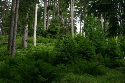 Intariér lesa typu horská smrčina, v popředí kapradiny a malé semenáčky, uprostřed ležící strom a vysoké smrky
