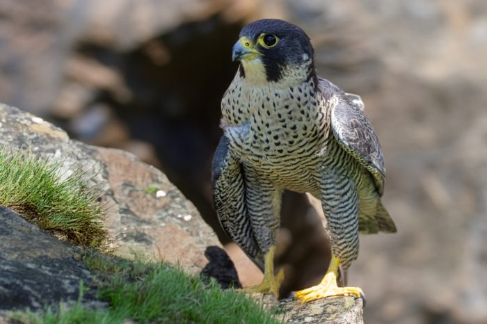 Sokol stěhovavý stojící na skalnatém výběžku. Jistotu mu přidává jeden z mohutných drápů, kterým se drží na okraji skály.