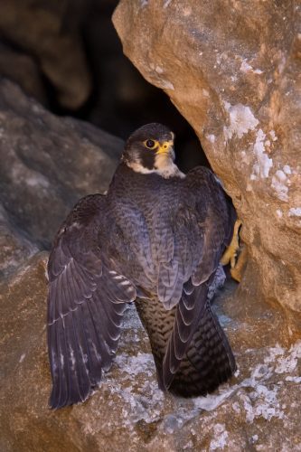 Sokol stěhovavý sedící ve skalní rozsedlině.