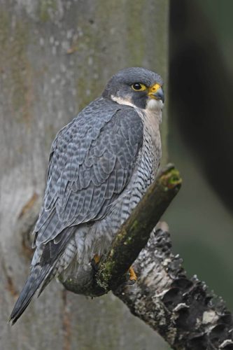 sokol stěhovavý foto