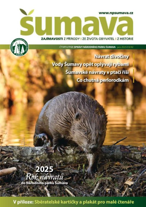Obálka jarního čísla časopisu Šumava 2025. Na obálce je bobr evropský, který zrovna vylézá z vody přes pokácený strom.