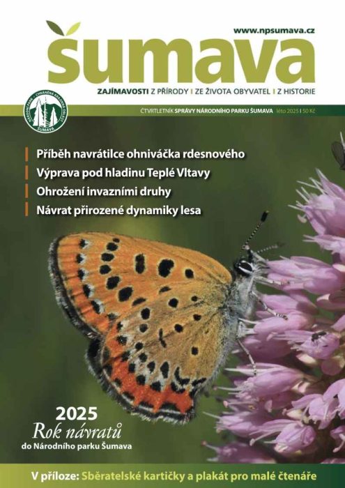 Obálka časopisu Šumava léto 2025. Motýl ohniváček rdesnový sedí na květu rdesna hadího.