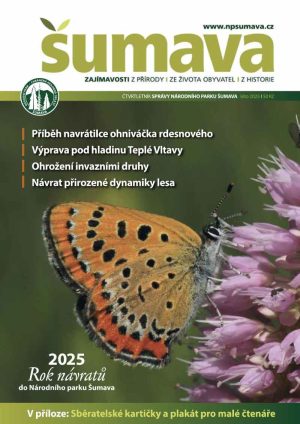 Obálka časopisu Šumava léto 2025. Motýl ohniváček rdesnový sedí na květu rdesna hadího.