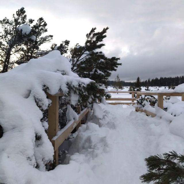 Advent na Jezerní slati ❄️
Co dodat, jedním slovem zimní šumavská pohádka. 🤗 
Foto: P.Houzarová
.
.
.
#np_sumava #zimnisumava #jezernislat #sumava #zima #priroda #fotimeprirodu #fotimesumavu #kouzelnamista #vyletyposumave #zimnipohadka #kamnasumave #zimnikrasa #zimnipriroda