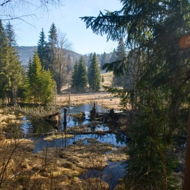🌞😶‍🌫️❄️ Každý dubnový den přináší jiné počasí. Žádné překvapení. 🤗
U nás teď ale probíhají intenzivní přípravy na letní sezónu a doufáme, že pro vás milým překvapením bude naše nabídka programů pro veřejnost v jubilejním roce 2026.
Těšíme se na setkání 
.
Foto: B.Kantor
.
#35let_npsumava #fotkyzesumavy