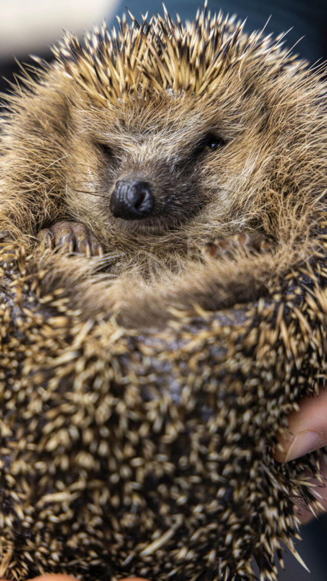 🦔 Je jaro, čas úklidu zahrad.... a bohužel pro ježky a jejich další zvířecí obyvate také doba nebezpečí. 
Každý rok při pálení klestí zahyne nebo se vážně zraní nespočet živočichů. 🦎
🫣 Ježek na našem videu měl smůlu, těžce se popálil. (Počáteční záběry nejsou vhodné pro citlivější povahy. Je ale důležité, na takové nebezpečí upozorňovat.) 
V naší záchranné stanici ale dostal druhou šanci. 🫶
Ta znamenala měsíce péče, trpělivosti a naděje... 
🙏 A dnes se vrací domů - do přírody.
Prosíme všechny - nechte větve v klidném koutě zahrady, kde vytvoří úkryt pro ježky a užitečný hmyz. Přežití každého živáčka je důležité a vy tak můžete zachránit celý svět pod vašima nohama. 🐜🪲🦎🐛🦔🐁
.
Video: Š.Rosenkranz
Hrají: Ježek a Kristýna ze záchranné stanice Klášterec