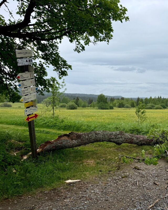 ❗️Na Šumavě stále probíhá odstraňování vyvrácených stromů, zlomených větví, které na turistické trasy a cyklotrasy popadaly při nedělní bouřce.
Většina tras je průchozích, přesto se najdou cesty, které kolegové ještě nestačili prořezat, a to především v jižní části Šumavy. ℹ
Návštěvníci by měli být obezřetní, neboť na některých místech mohou hrozit pádem nalomené větve nebo polovyvrácené stromy.
