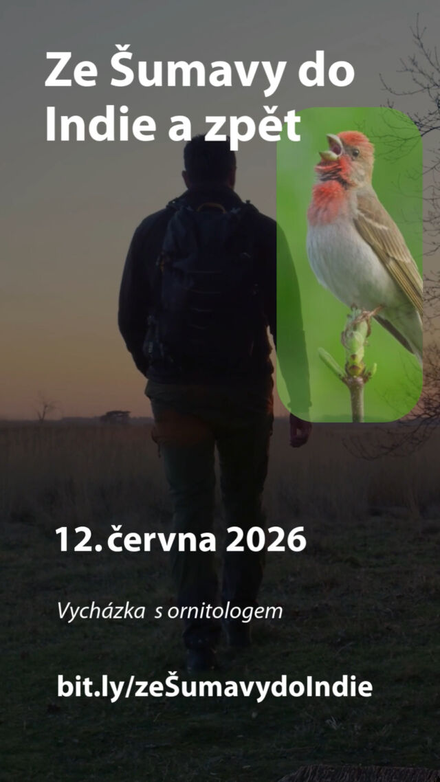 🐦 Kam až může doletět pták ze Šumavy? Třeba až do Indie. A zpátky.
Vydejte se s námi na komentovanou vycházku „Ze Šumavy do Indie a zpět“ a poznejte fascinující příběh hýla rudého – nenápadného cestovatele, který každoročně překonává tisíce kilometrů.
Čeká vás klidná ranní procházka šumavskou krajinou s naším ornitologem Alešem, ideální pro všechny, kdo si chtějí užít přírodu  a něco zajímavého se dozvědět nejen o hýlovi.
✅ nenáročná trasa (7 km, minimální převýšení)
✅ povídání o ptácích luk a mokřadů
✅ možnost osvěžení u rozkvetlých sibiřských kosatců
✅ malá skupina pro příjemnou atmosféru
Praktické informace:
Pátek 12. 6. 2026, 7:00–12:00
Sraz: vlaková stanice Volary
Mapa: https://mapy.cz/s/cetuvomeco
Cena: 300 Kč / osoba
Rezervace vycházky: bit.ly/zeŠumavydoIndie
Pojďte s námi objevit příběhy, které se odehrávají nad našimi hlavami.